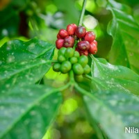 Coffea arabica L.